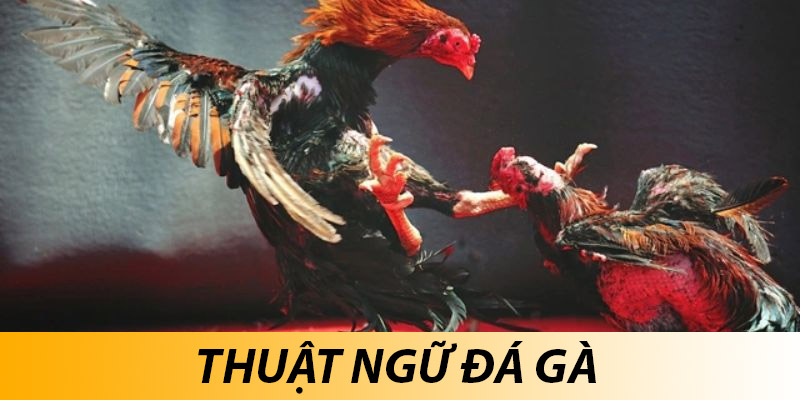 Thuật ngữ đá gà